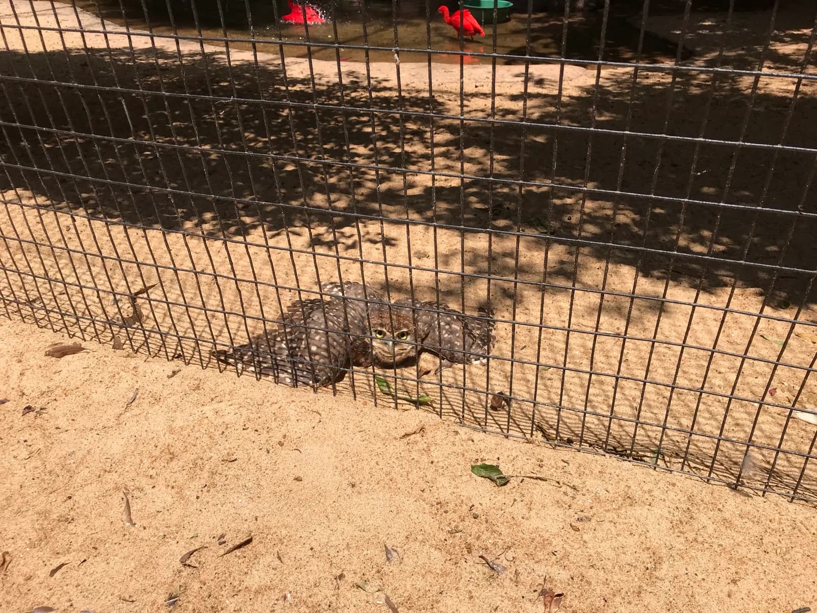 Corujas e aves de rapina na área Encantos da Noite
