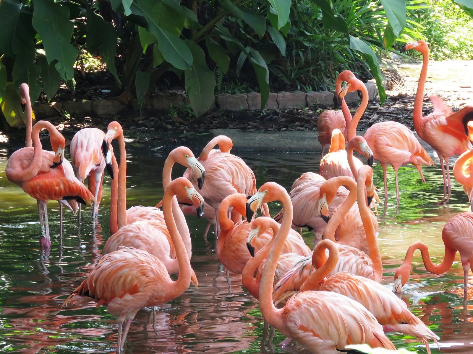 Flamingos rosados em lagoa no Parque das Aves Foz do Iguaçu