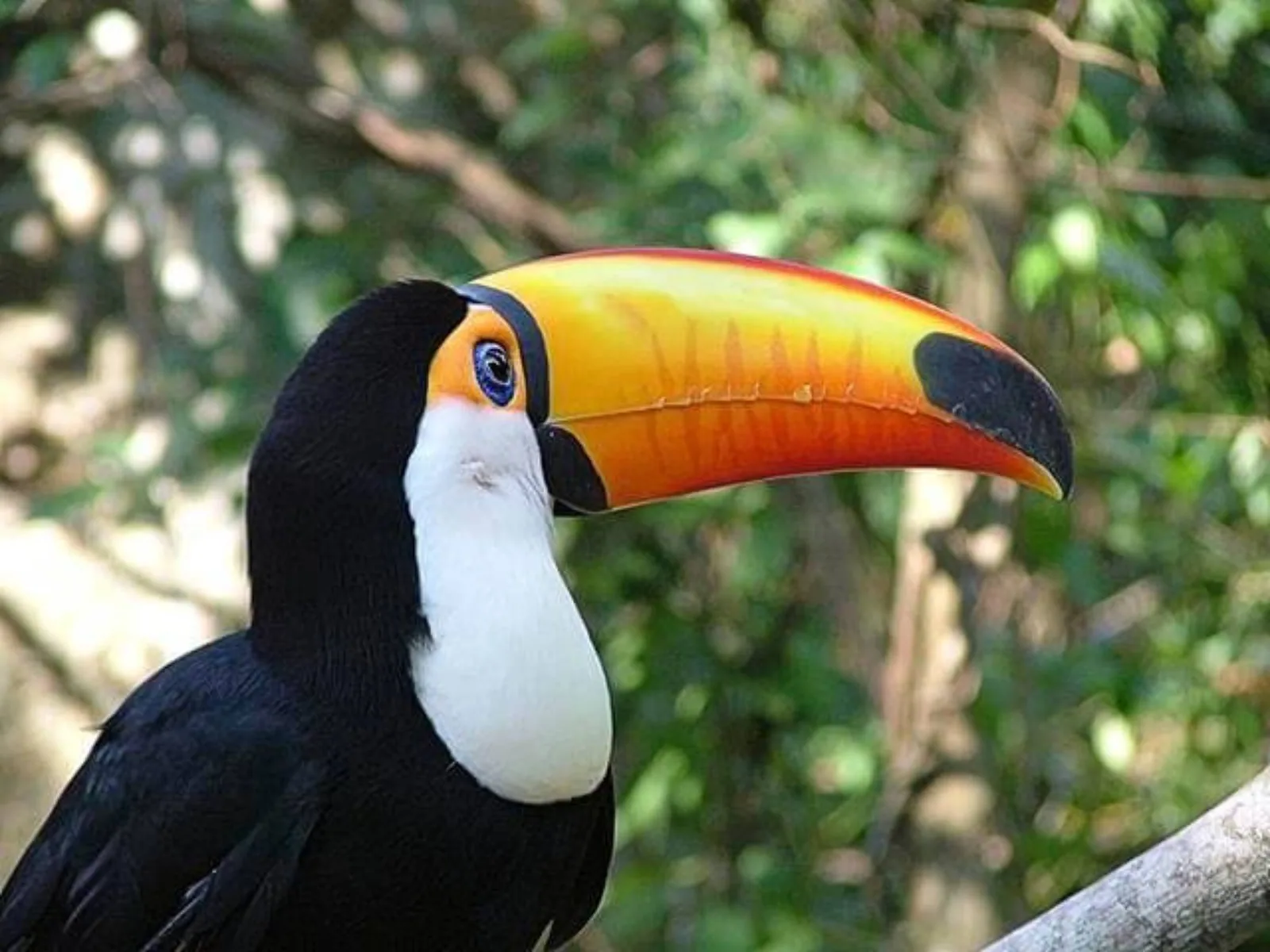 Tucano de bico colorido no viveiro imersivo do Parque das Aves Foz do Iguaçu