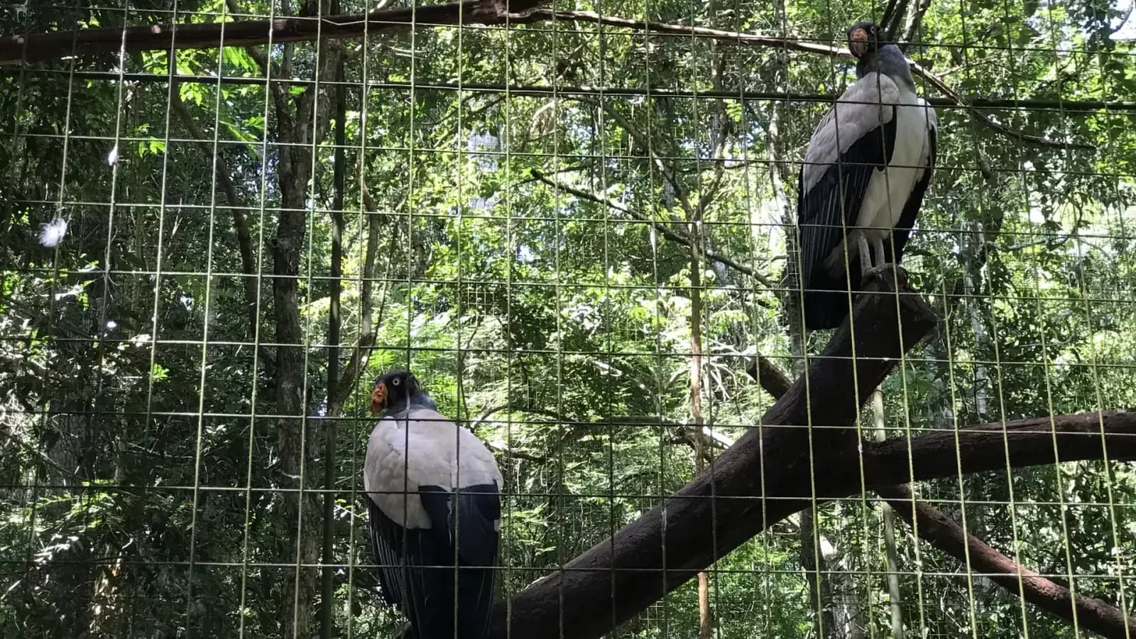 Aves nativas no Parque das Aves Foz do Iguaçu