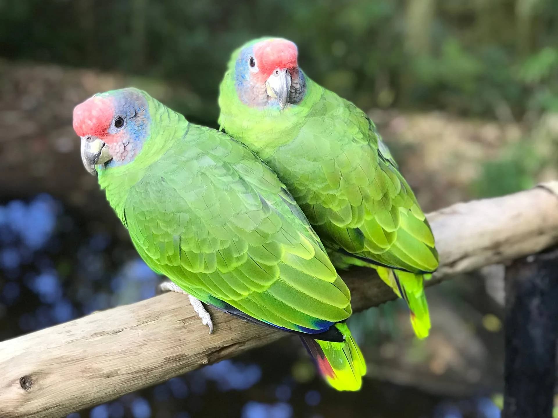 Viveiro do Parque das Aves - Mata Atlântica