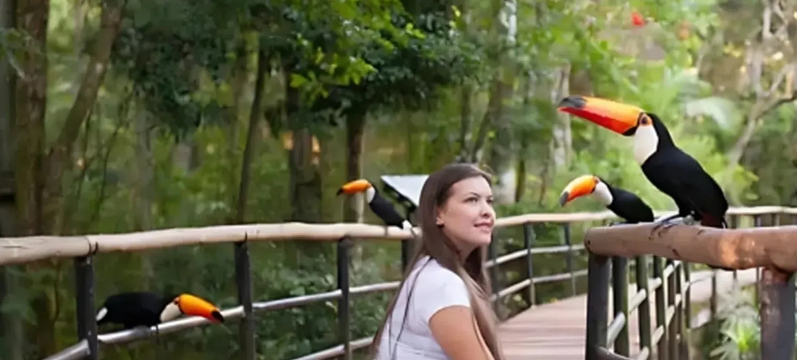 Tucano colorido em viveiro do Parque das Aves em Foz do Iguaçu