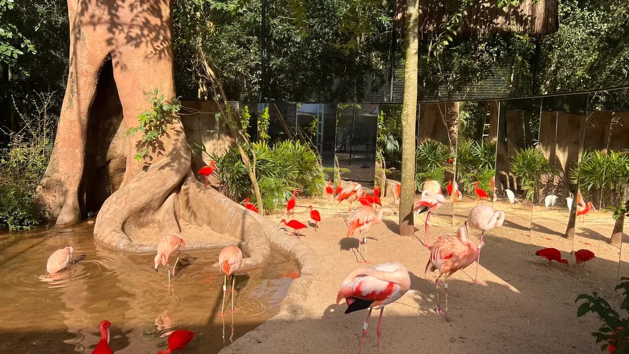 Flamingos no viveiro do Parque das Aves, em Foz do Iguaçu